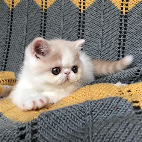 Cute Exotic Shorthair Cats - Page 9 of 10 - HowLifeStyles