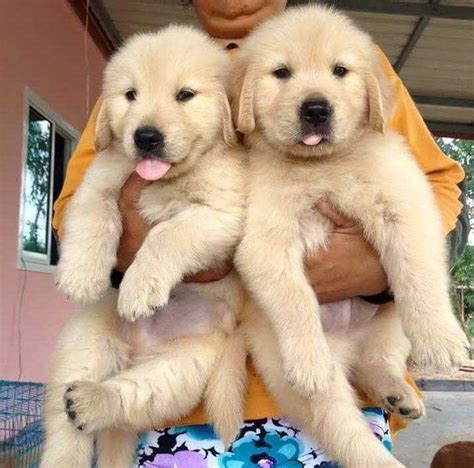 golden retriever puppies for adoption | Listings