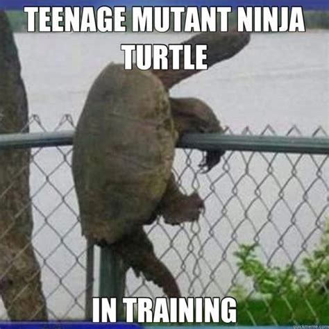 30+ Hilarious Turtle Memes That Will Make Your Day Brighter!