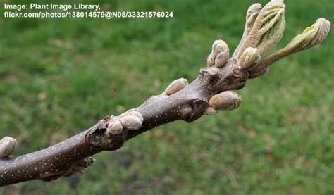 Black Walnut Tree Identification Guide: Leaves, Bark (With Pictures)