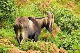 Nilgiri Tahr Project – GKToday