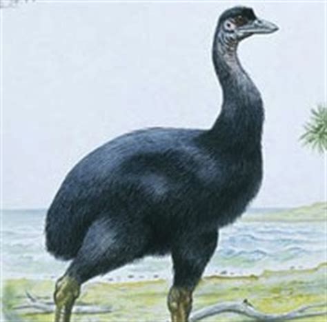 Elephant Bird's Tasty Eggs Led to Its Extinction | RealClearScience