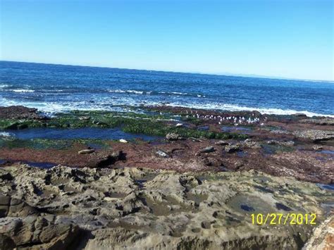 fascinating nature to see - Shell Beach Tide Pools, La Jolla Traveller ...