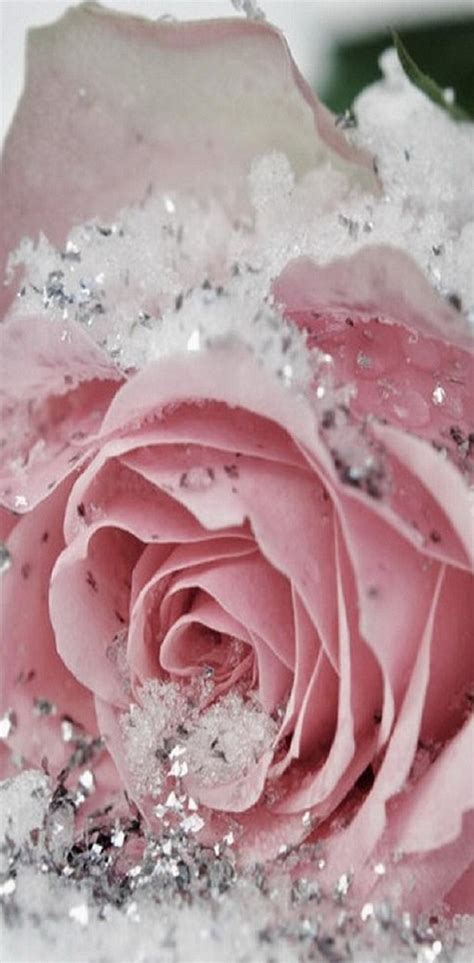 Download Free 100 + glitter roses wallpaper