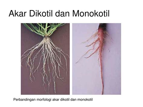 Detail Gambar Morfologi Akar Monokotil Koleksi Nomer 24