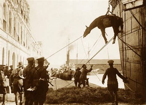 War Horses 103 years on: Horse Heroes fund nears $1 million - World War ...