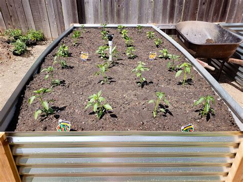 This raised metal garden bed is a hot spot for chilies and soon to be ...