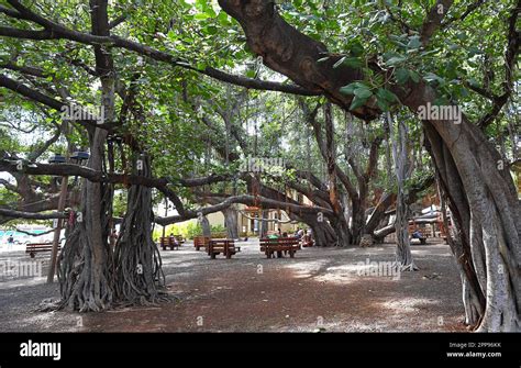 Lahaina Historic Banyan Tree, Maui - Hawaii Stock Photo - Alamy