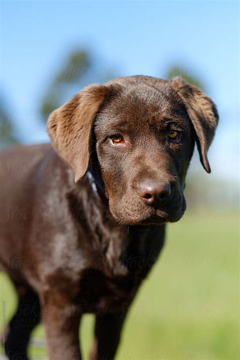 "Portrait Of Chocolate Labrador Puppy" by Stocksy Contributor "Rowena ...