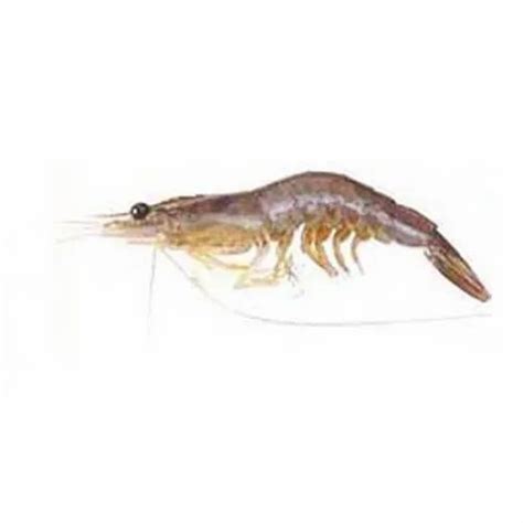 Shrimp Seed - Wholesale Price & Mandi Rate for Vannamei Shrimp Seeds in ...