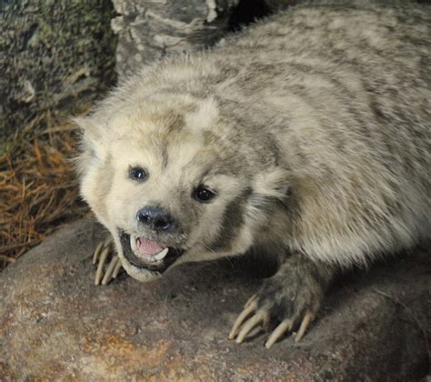 The Carpetbagger: Mammoth Cave Wildlife Museum