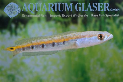 Channa marulius - Aquarium Glaser GmbH