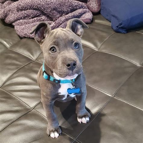 Baby Blue Nose Pitbull Puppies