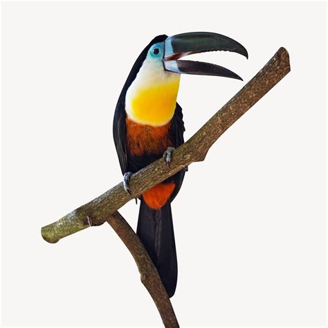 Toucan bird isolated image | Free Photo - rawpixel