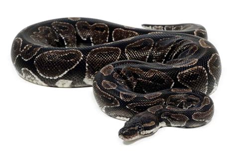 Axanthic Ball Python Pictures - AZ Animals