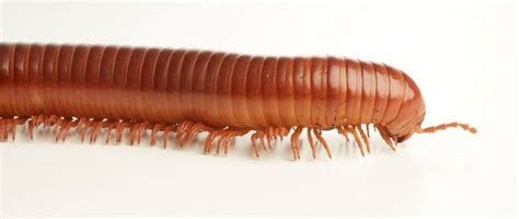 Image: Millipede - MSD Manual Professional Edition