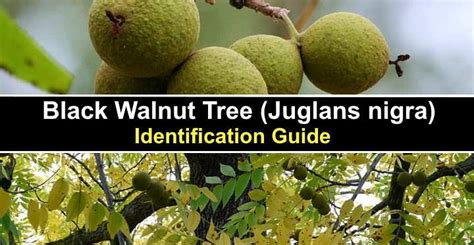 Black Walnut Tree Identification Guide: Leaves, Bark (With Pictures)