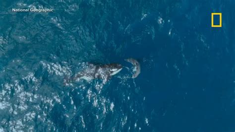 Orca vs great white shark: Video captures stunning moment of deadly ...