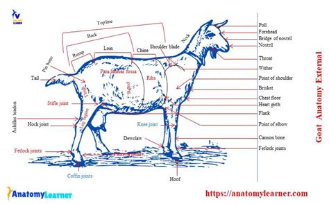 Goat Anatomy - External and Internal Anatomical Features with Labeled ...