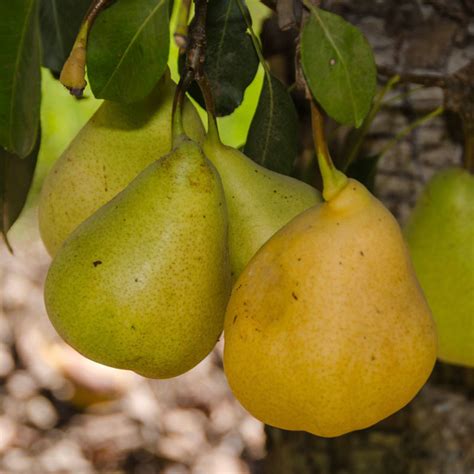 Pineapple Pear | Gurney's Seed & Nursery Co.