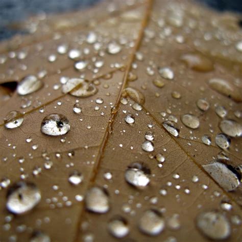 Droplet On Wither Leaf Macro iPad Air Wallpapers Free Download