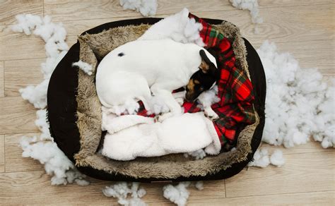 Chew Proof Dog Bed Cover: 5 Best Chew-resistant Bed Covers