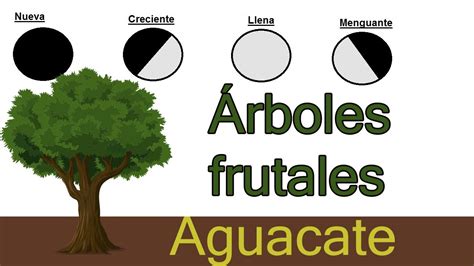 Cuando plantar arboles frutales segun la luna? - Bienpincherico.mx