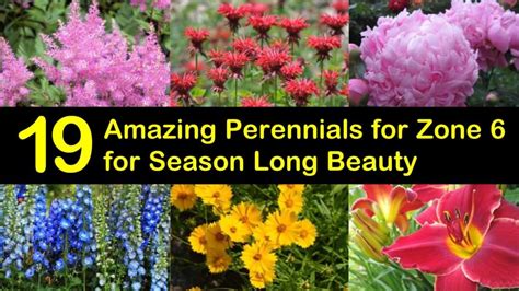 19 Amazing Perennials for Zone 6 for Season Long Beauty