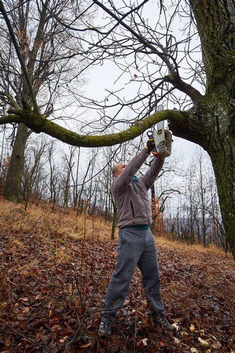 Lumberjack Working with Chainsaw Stock Photo - Image of country, rural ...