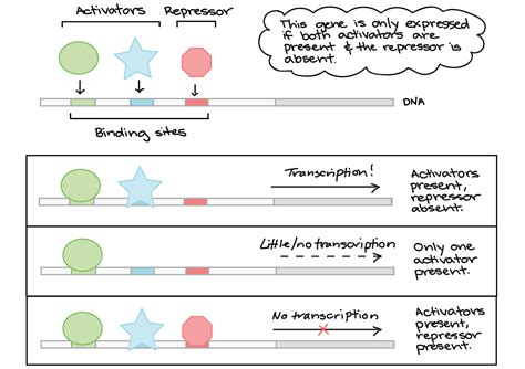 DNA Transcription | Definition, Stages & Diagram