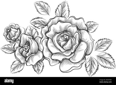 Hand drawn outline roses sketch Stock Vector Image & Art - Alamy