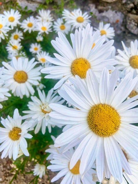 Premium Photo | Closeup of chamomile flowers