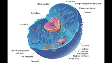 Staco Animal Cell Model Labeled / One Teacher's Adventures: Grade 8 ...