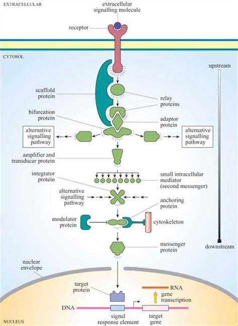 Signal Transduction Pathway