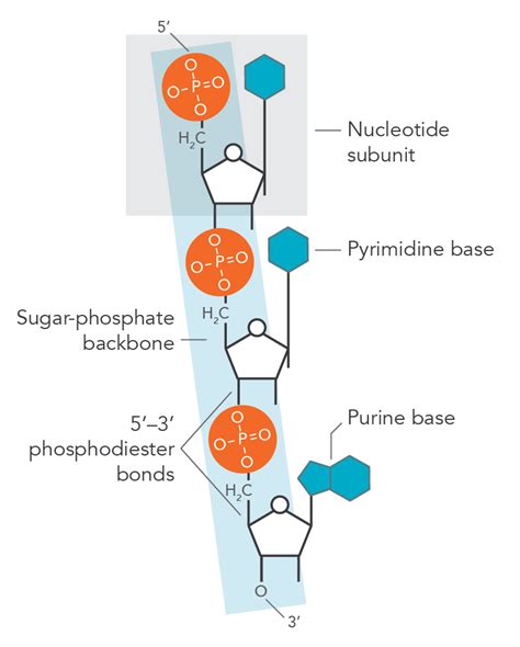 What is a phosphodiester bond? | IDT