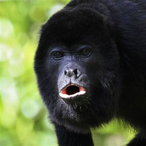 Black Howler Monkey | Rainforest Alliance