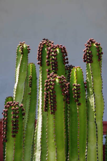 80+ Candelabra Cactus Photos Stock Photos, Pictures & Royalty-Free ...