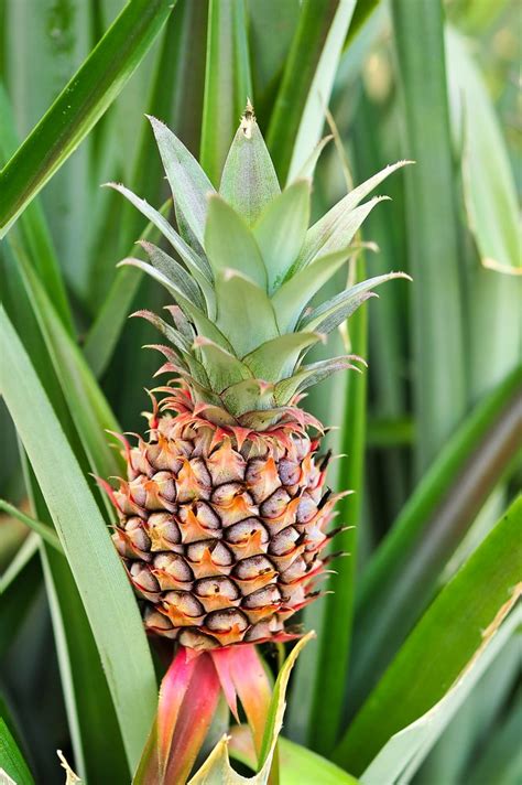 Pineapple Plant Care and Propagation Indoors | Sprouts and Stems