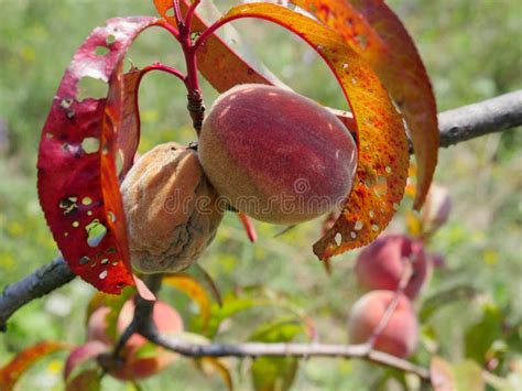 Bad Rotten Peach Inflicting Rotten To Other Peaches Stock Photo - Image ...