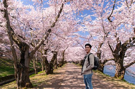 Where to See Beautiful Cherry Blossoms in Japan