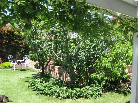 Fruit Trees 'after' - small spaces GARDEN DESIGN