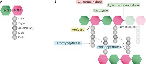 Peptidoglycan Structure And Architecture