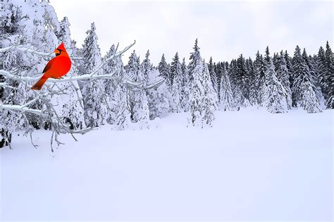 Bird Red Cardinal Winter - Free photo on Pixabay