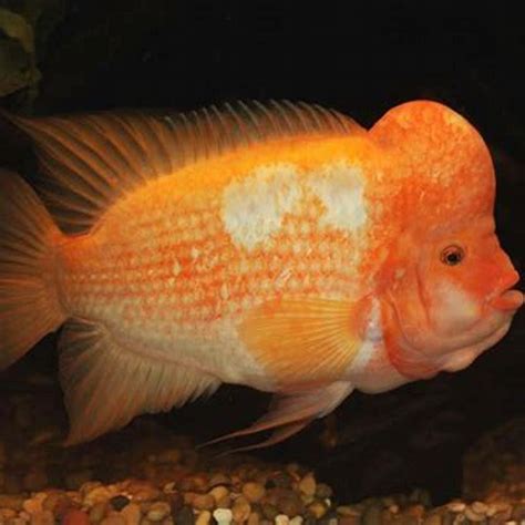 Is Midas cichlid edible? - DIY Seattle