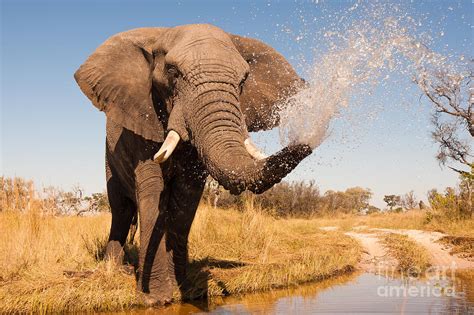 Elephant Spraying Water