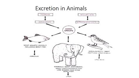 Excretion in Animals; significance of excretion, modes and types of ...