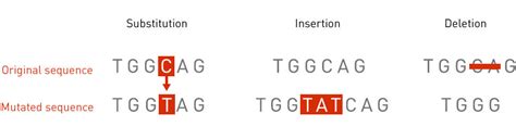 Genetic Mutation Types