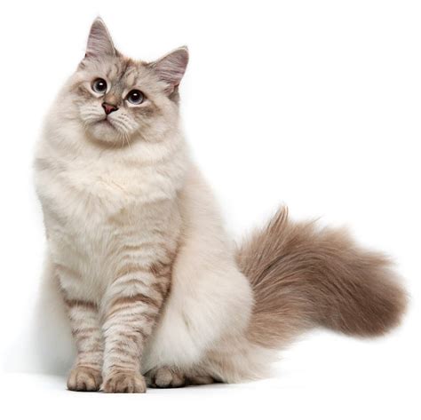 Siberian Cat Breed Information | Siberian Cat Characteristics, Grooming ...