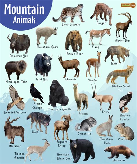 Mountain Animals – List, Adaptations, Pictures