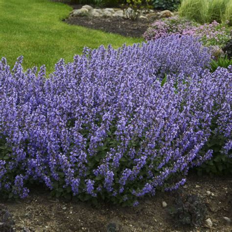 Camilla Clem: Deer Resistant Flowering Shrubs Zone 6 / 30 Most ...